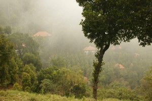Serene Landscape