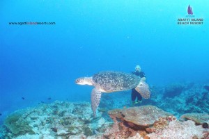 Marine Wildlife