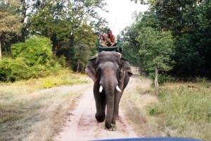 Elephant Ride Elephant Ride