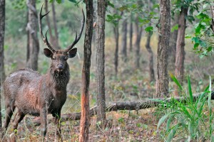 Wildlife
