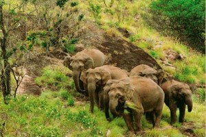 Elephants Elephants