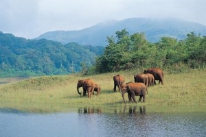 Herd of Elephants Herd of Elephants