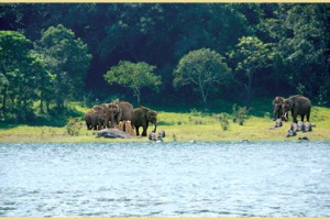 Wildlife Wildlife