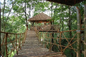 House on a tree House on a tree