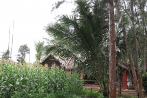 Corn tents Corn tents