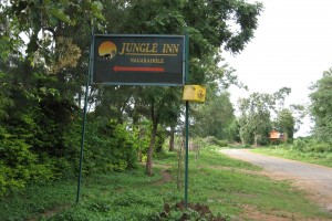 Jungle inn Jungle inn
