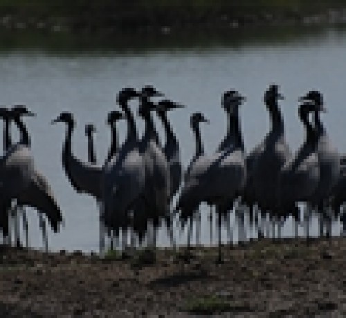 Bishnoi Village Camp and Resort