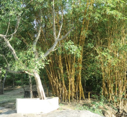 Cauvery Sannidhi for Indian Culture