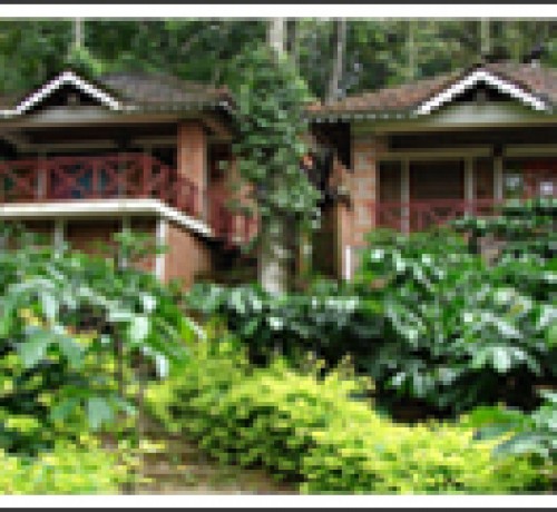 Forest Flower Forest Flower