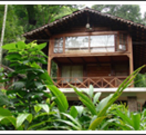 Forest Flower Forest Flower