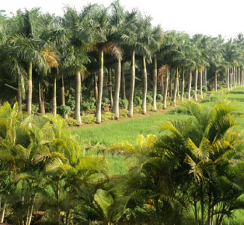 Cauvery Sannidhi for Indian Culture