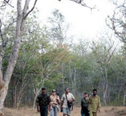 Bandipur Safari Lodge