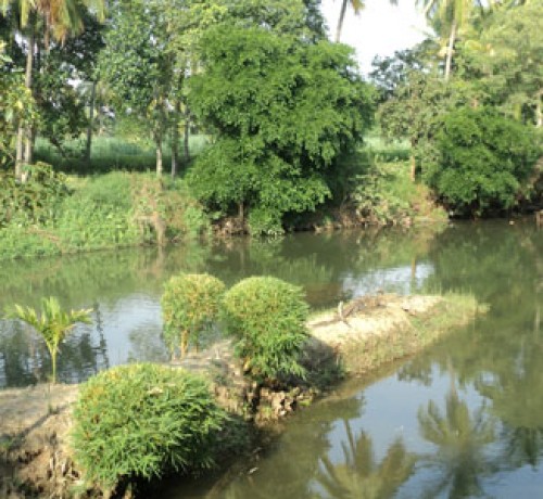 Cauvery Sannidhi for Indian Culture