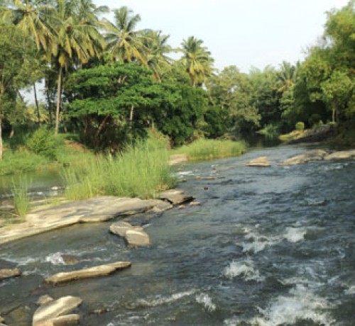 Cauvery Sannidhi for Indian Culture