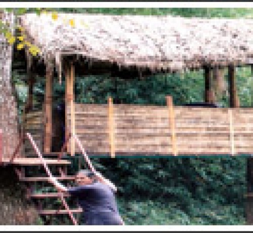 Forest Flower Forest Flower