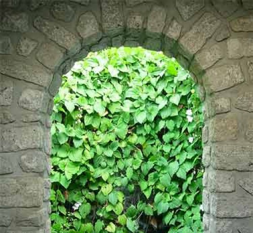 Garden Within The House