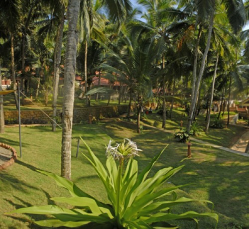 Coconut grooves Coconut grooves