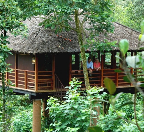 Tree House Tree House
