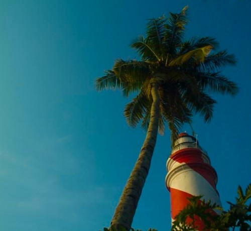 Beauty of a Coconut tree