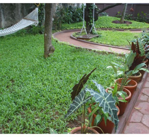 Variety of plants Variety of plants