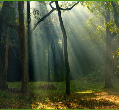 A Blooming Morning in Thirunelli