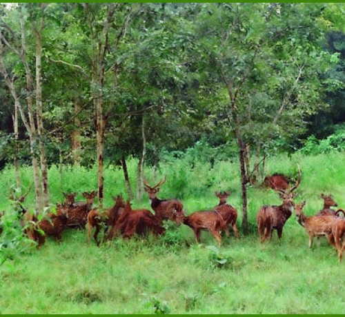A pack of deer in Thirunelli forest