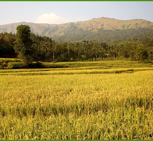 Paddy field near the Resort