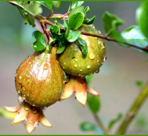 Pomegranate Fruit