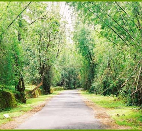 The state highway towards Thirunelli