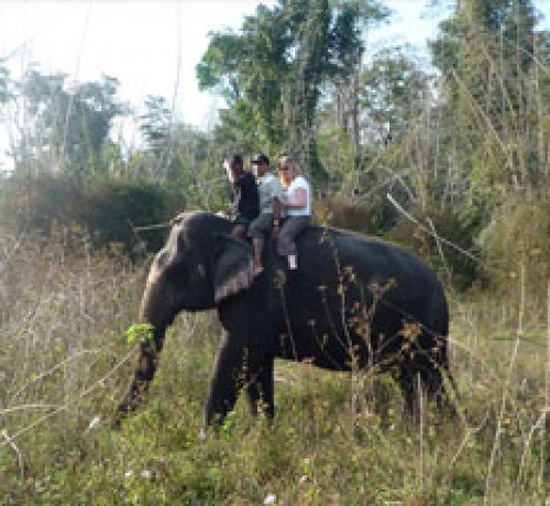 Elephant Ride
