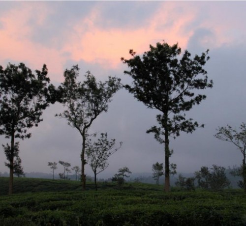 Tea Plantations
