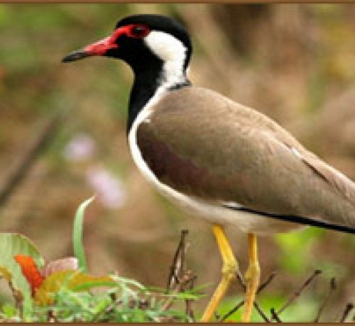 Bird in Olives Homestay