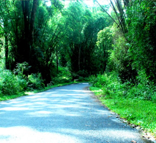 A way to the wildlife