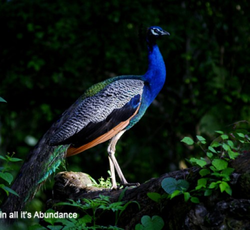 The Beauty of a Peacock