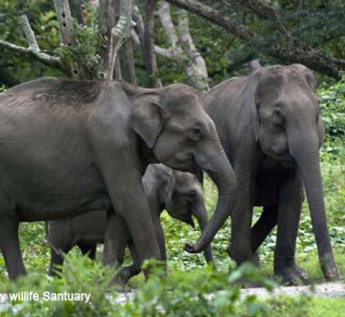 Tholpetty Wildlife Sanctuary