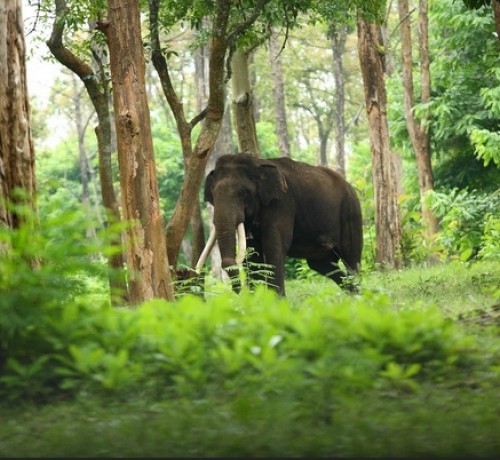 Elephant in Forest