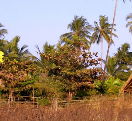 Yogamagic Eco Retreat