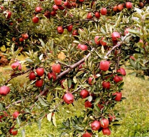 Apple Orchard