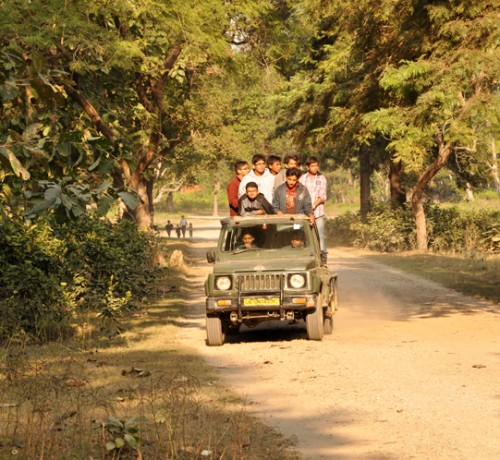 Jungle Safari Jungle Safari