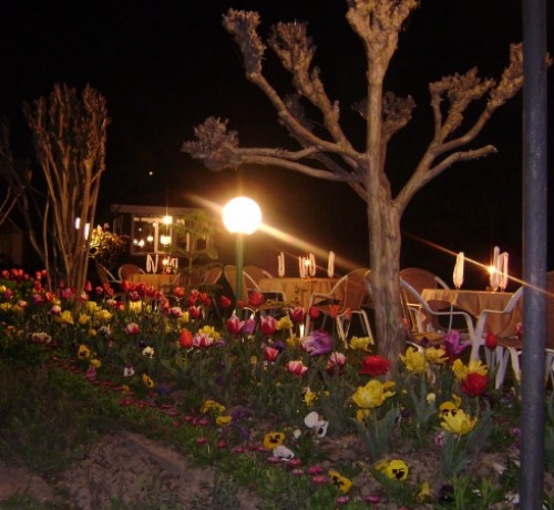 Garden View at Night
