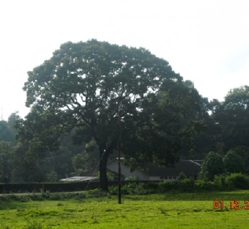 A Scenic View from Misty Greens