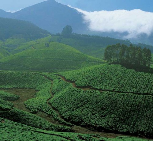 The Verdant Hills The Verdant Hills