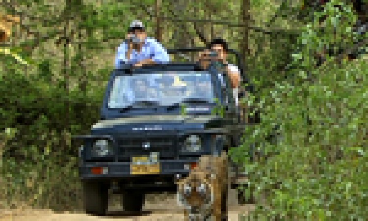 Jungle View Resort