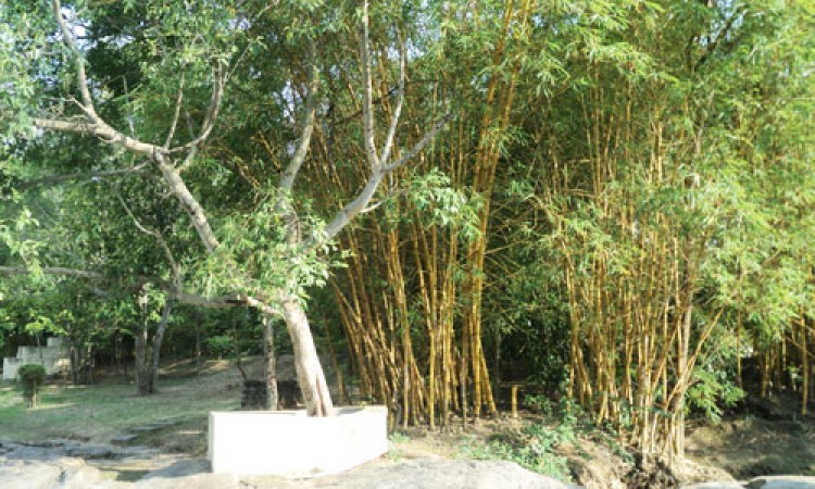 Cauvery Sannidhi for Indian Culture Cauvery Sannidhi for Indian Culture
