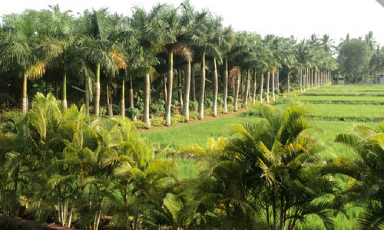 Cauvery Sannidhi for Indian Culture Cauvery Sannidhi for Indian Culture