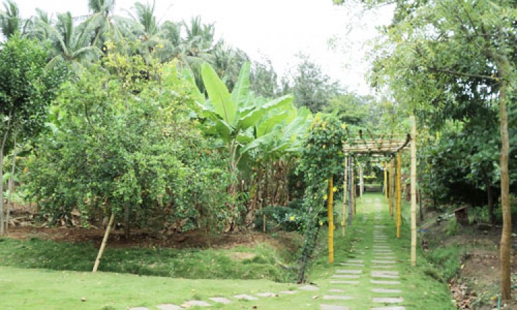 Cauvery Sannidhi for Indian Culture Cauvery Sannidhi for Indian Culture