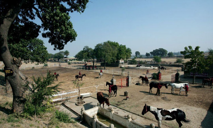 Stud_farm001