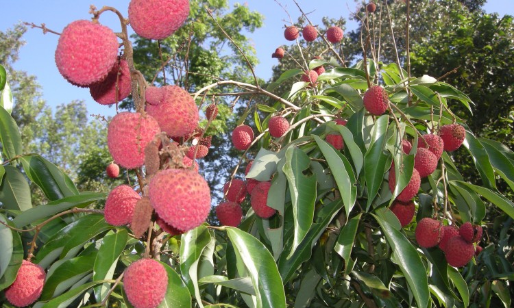 Plantations