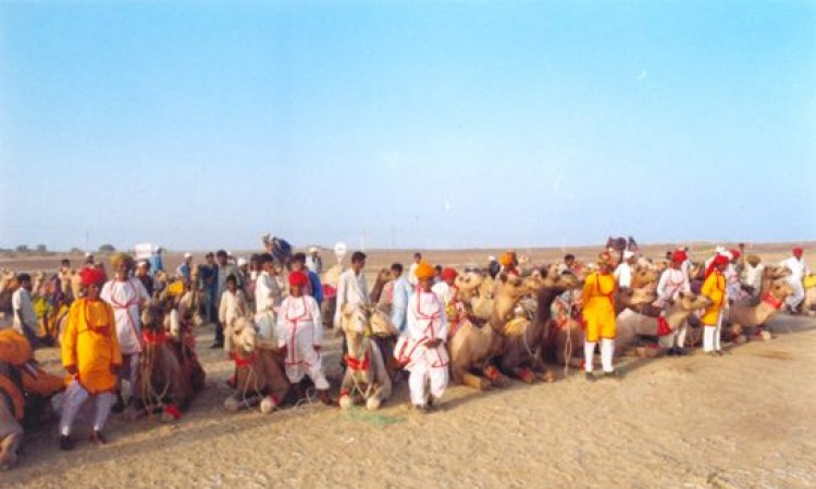 Camel safari Camel safari