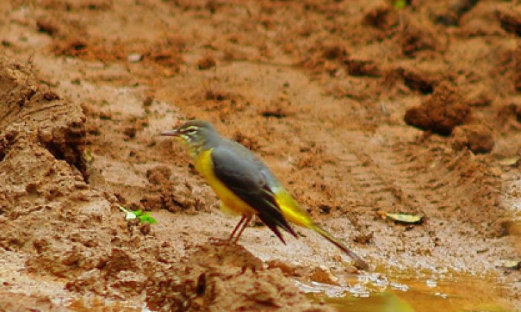 Bird